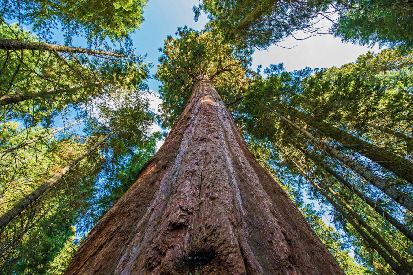 Redwood trees - The Redwoods in Yosemite