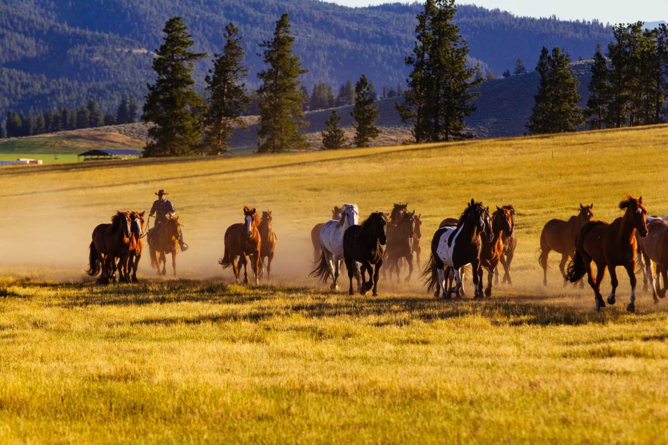 Horses