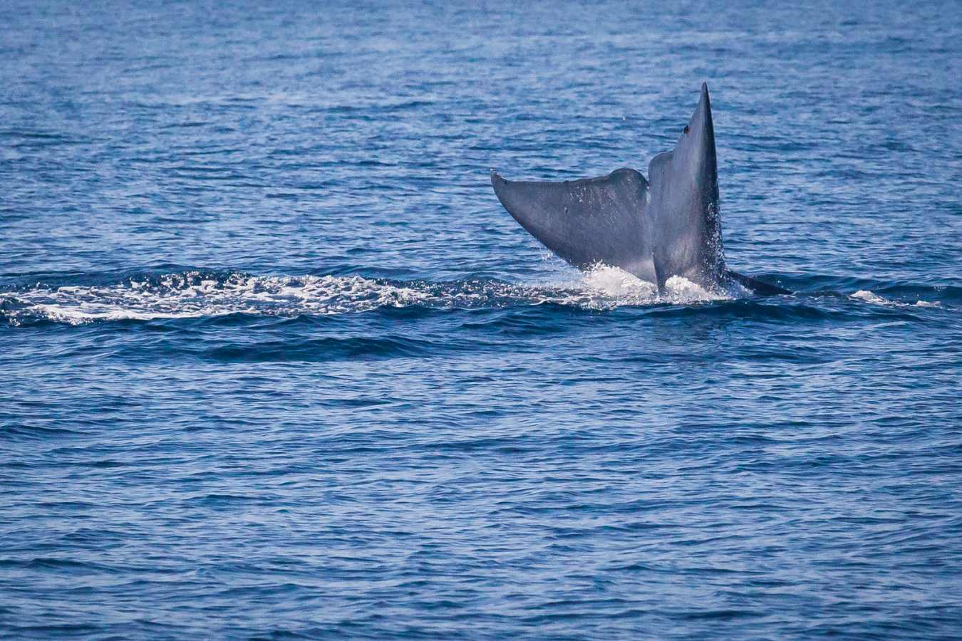 Whale Watching at Laguna  - Ritz Carlton Laguna Niguel