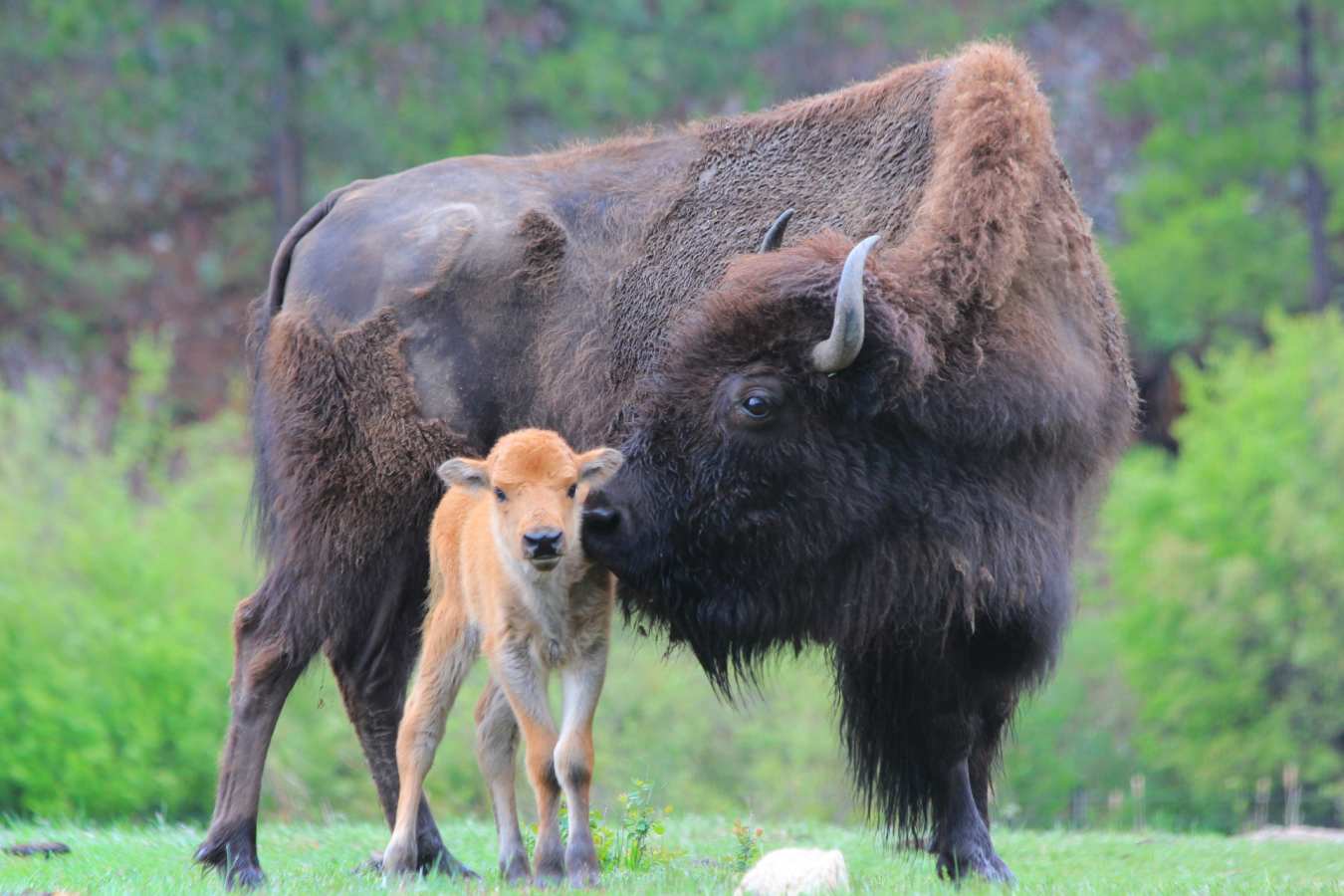 Bison - Triple Creek Ranch