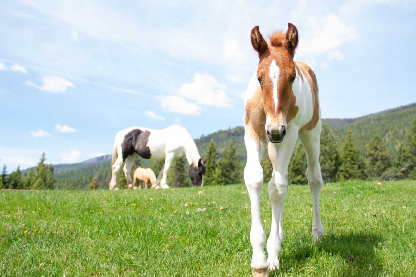 Stable Horses - Triple Creek Ranch