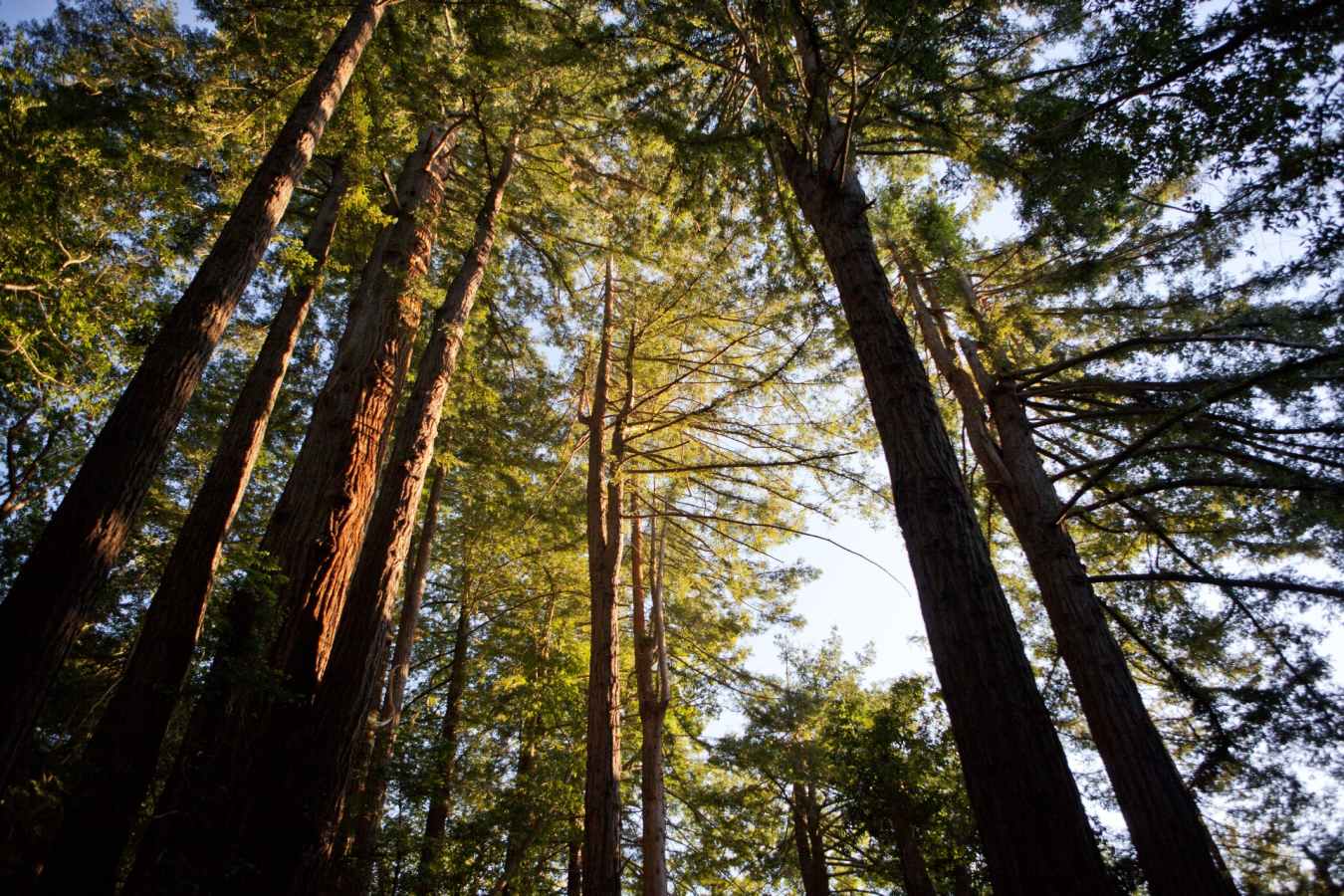 Redwoods - Ventana Big Sur, An Alila Resort