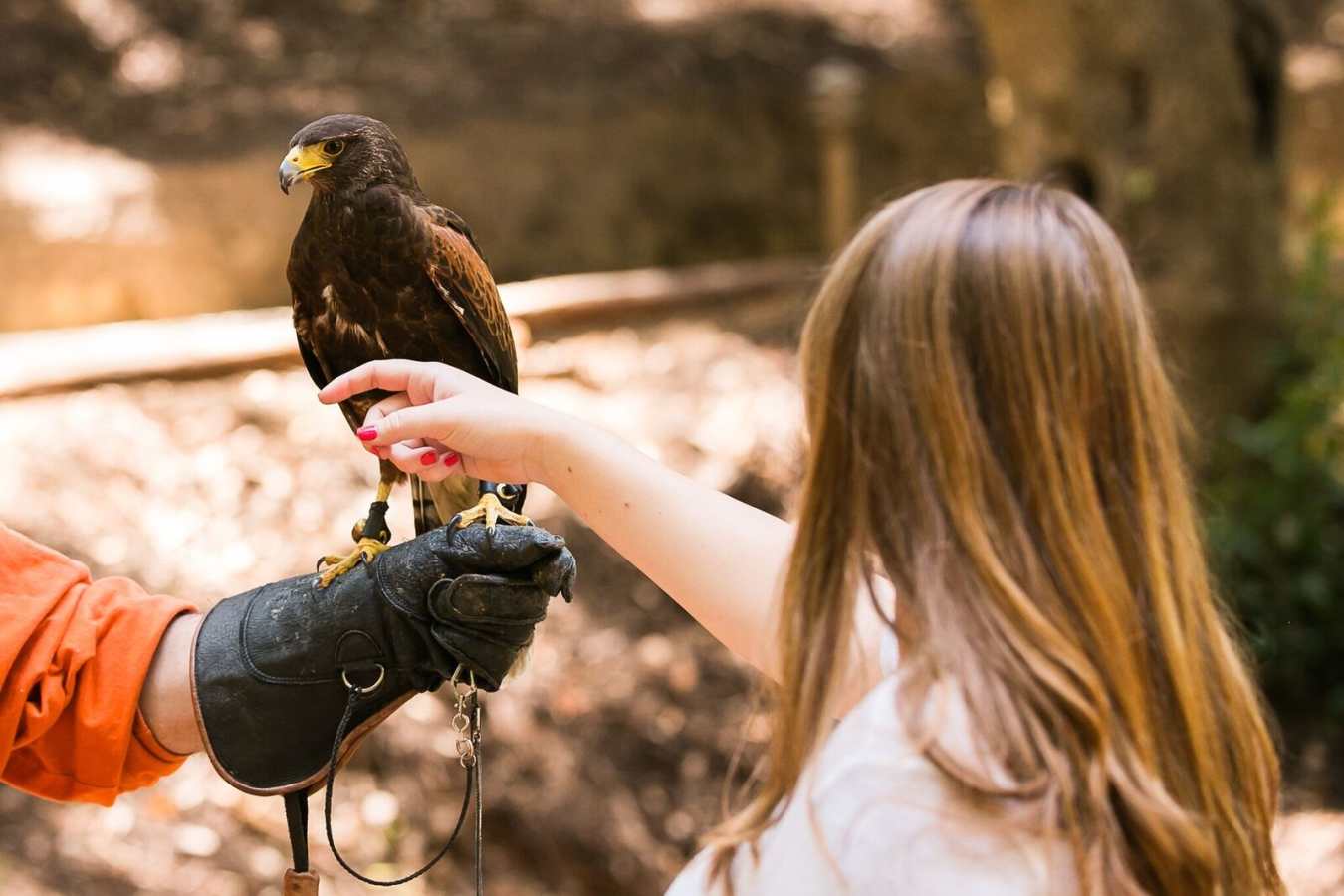Falconry - Ventana Big Sur, An Alila Resort