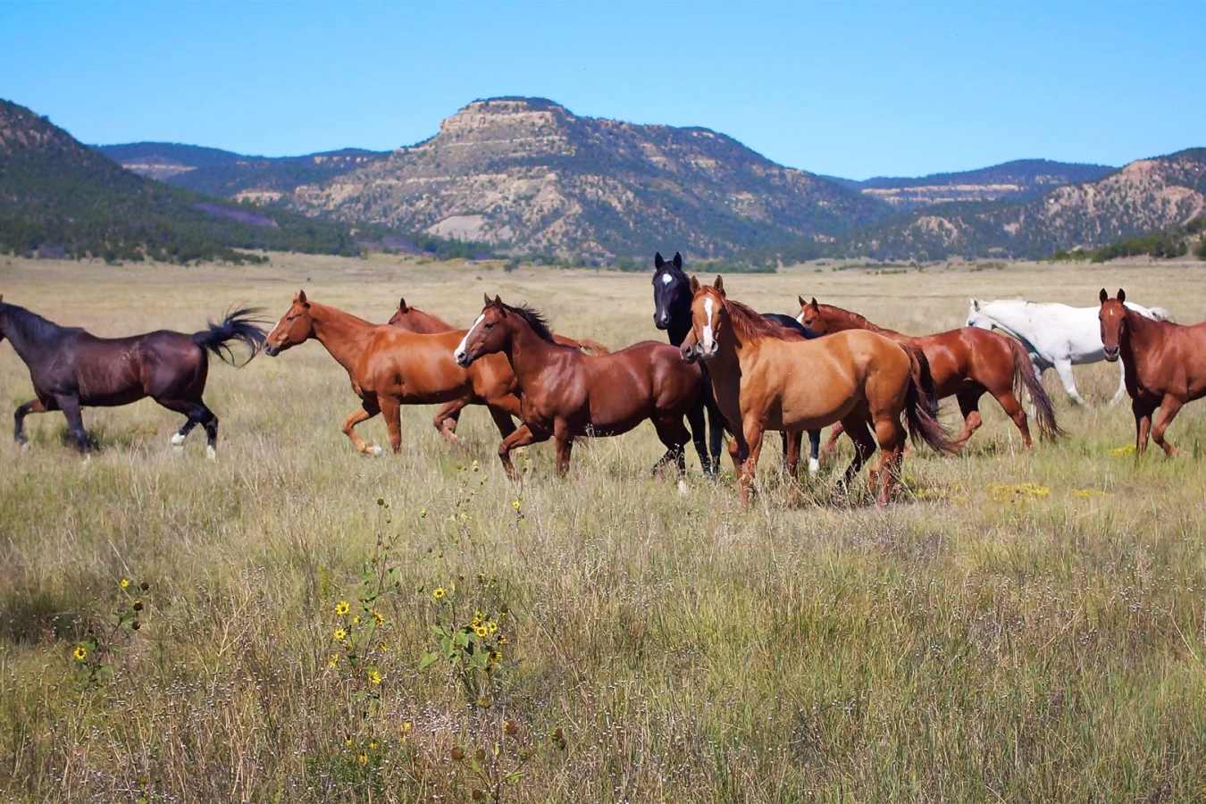 Wild horses - Vermejo Park Ranch
