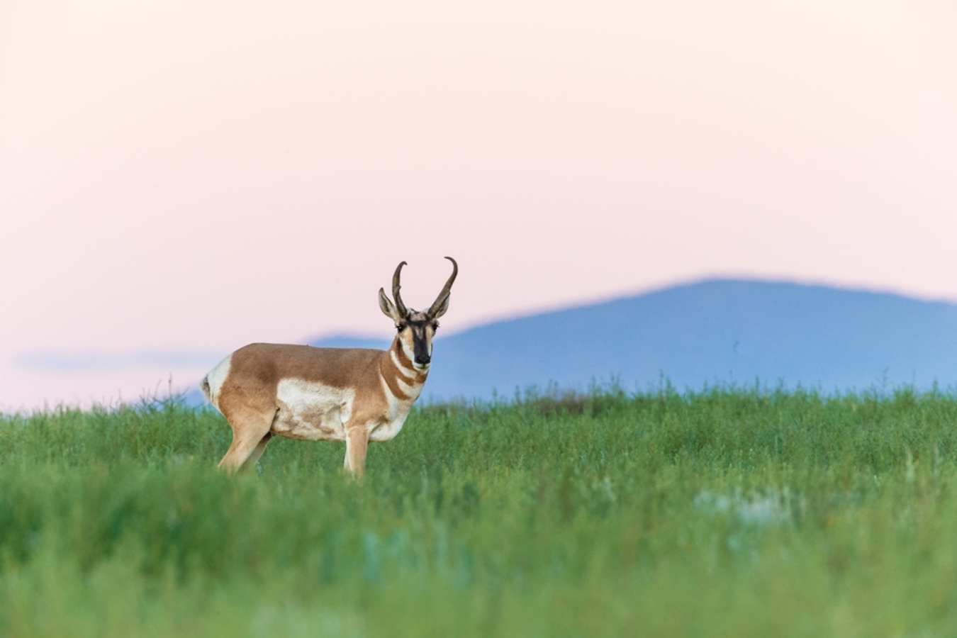 Pronghorn Antelope - Vermejo Park Ranch