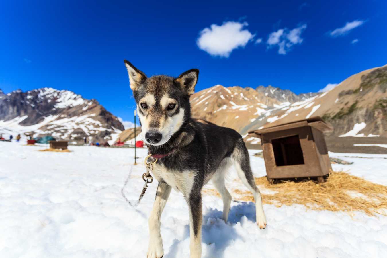Summer dog sledding - Winterlake Lodge