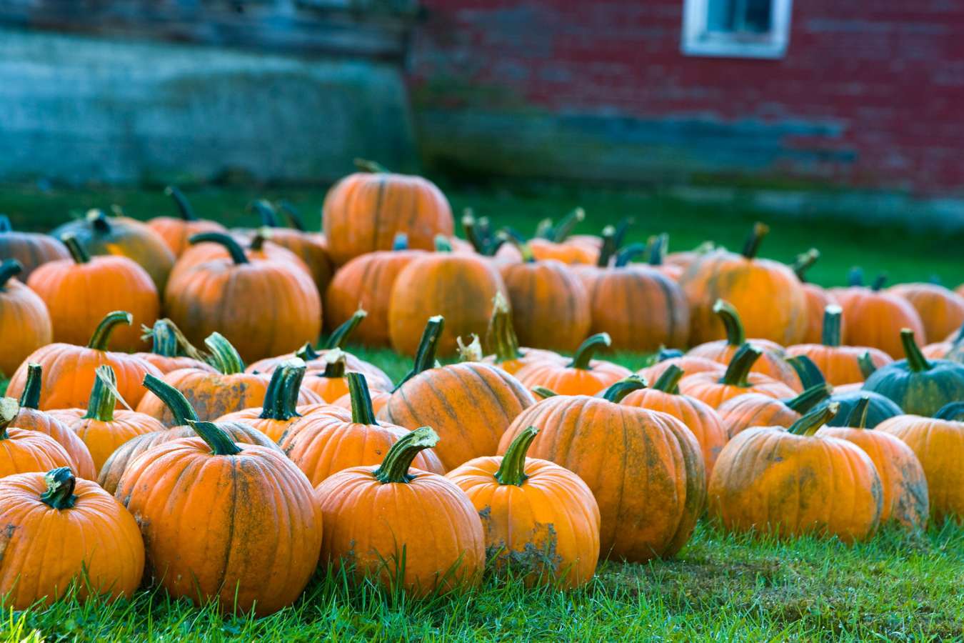 Pumpkins - Gourmet New England