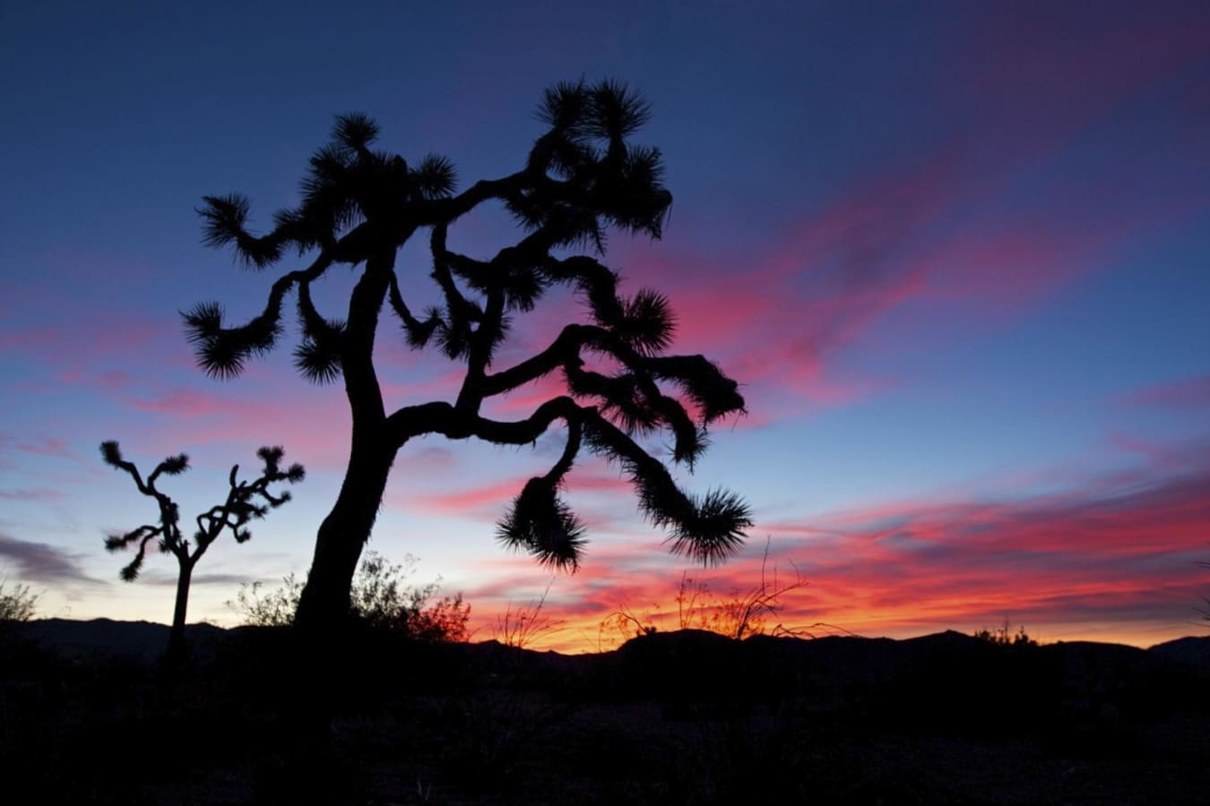 Joshua Tree National Park - Joshua Tree National Park