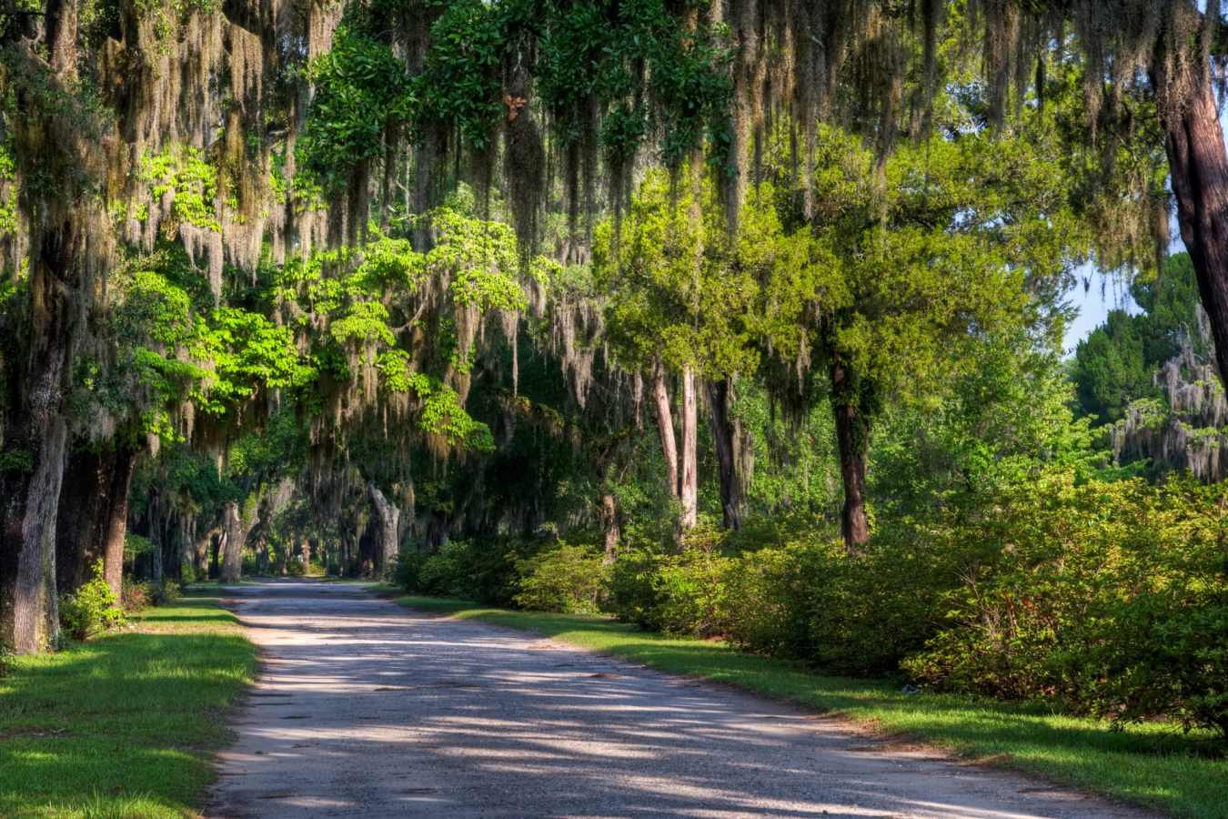 Spanish Moss - Classic Georgia and South Carolina