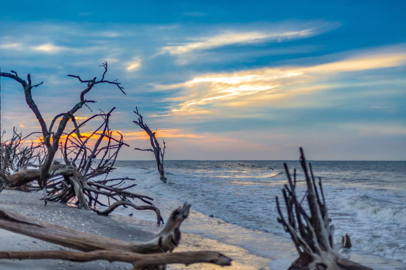 Driftwood Beach - Classic Georgia and South Carolina