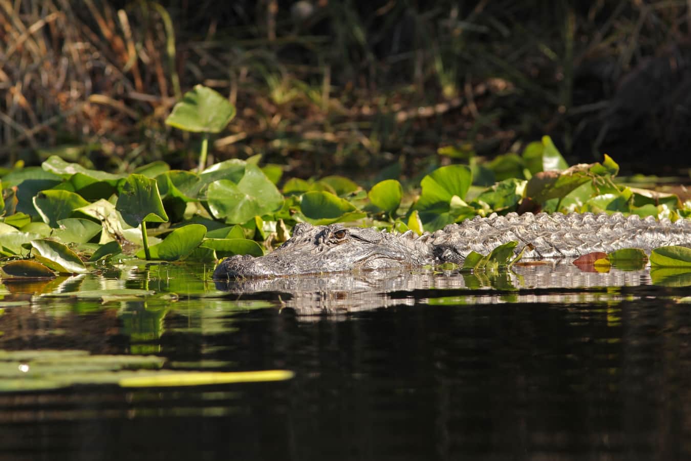 Alligator - Classic Georgia and South Carolina