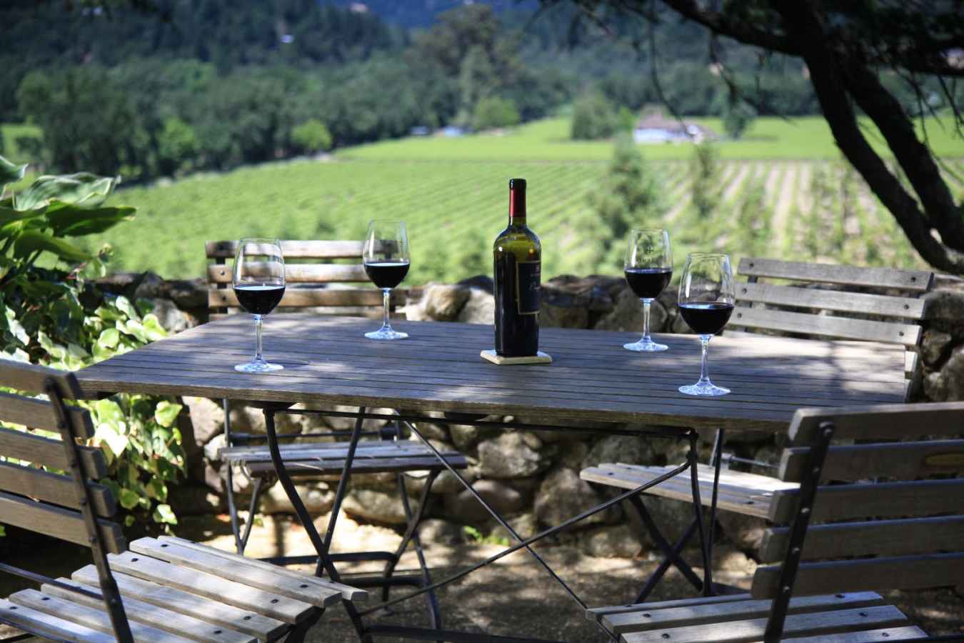Vineyard views - Gourmet road trip