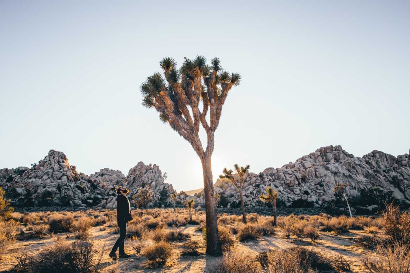 Joshua Tree National Park