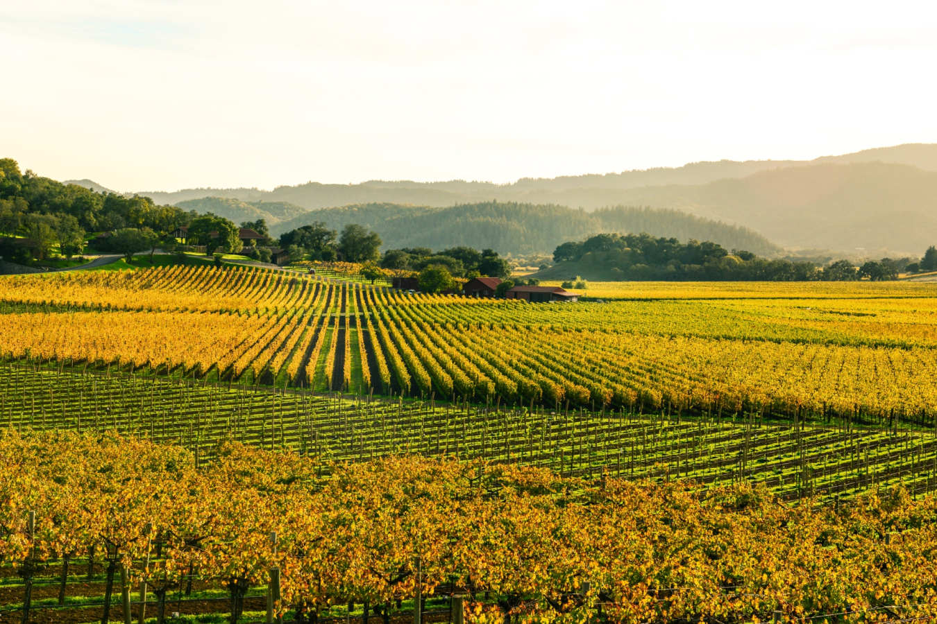 Napa Valley