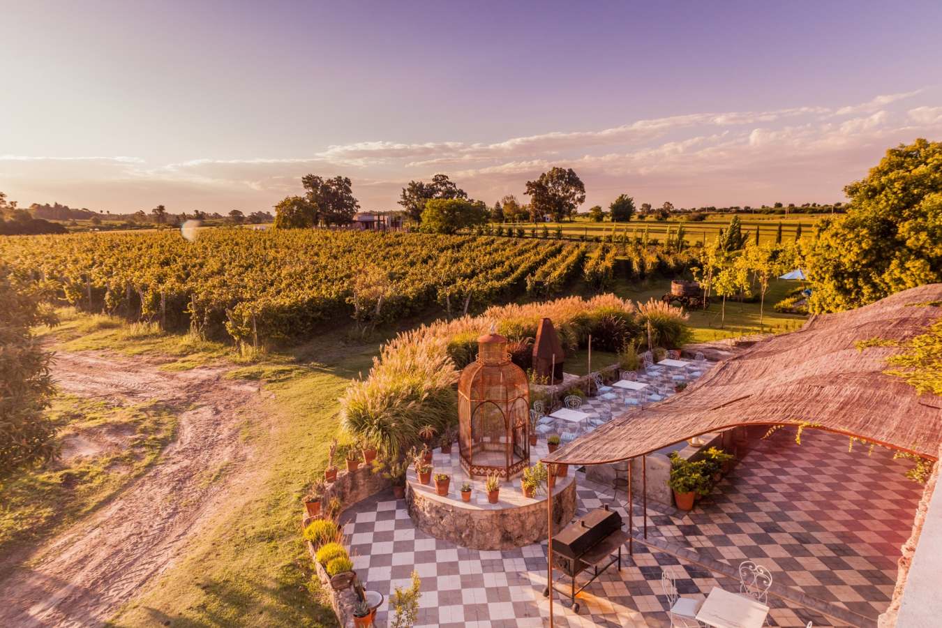 Vineyard - Finca Narbona