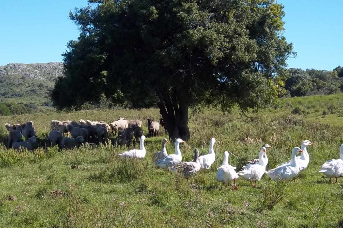 El Balcon Del Abra - Local Wildlife 