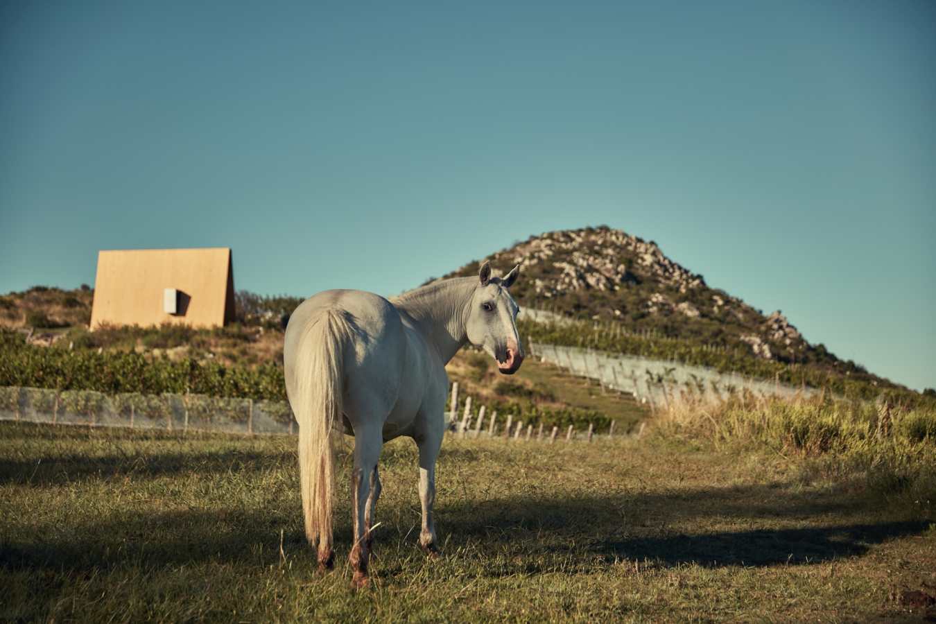 Horse - Sacromonte