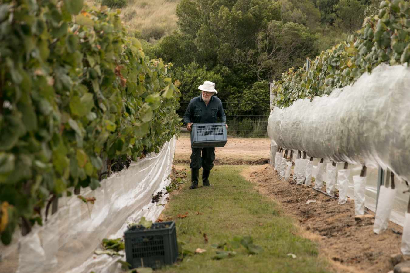 Vineyard - Sacromonte