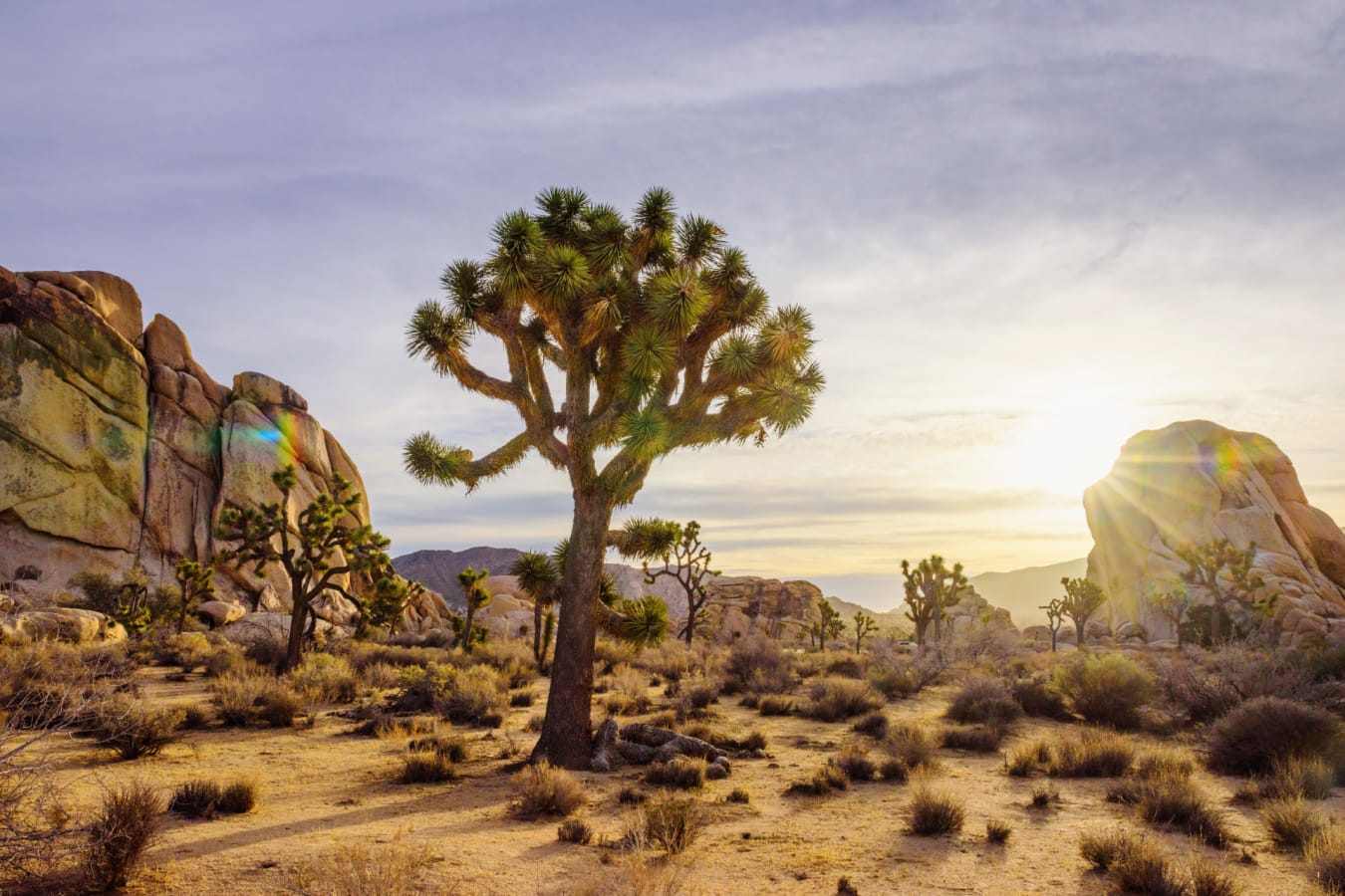Joshua Tree National Park