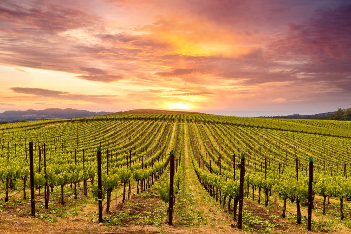 Napa Valley - USA