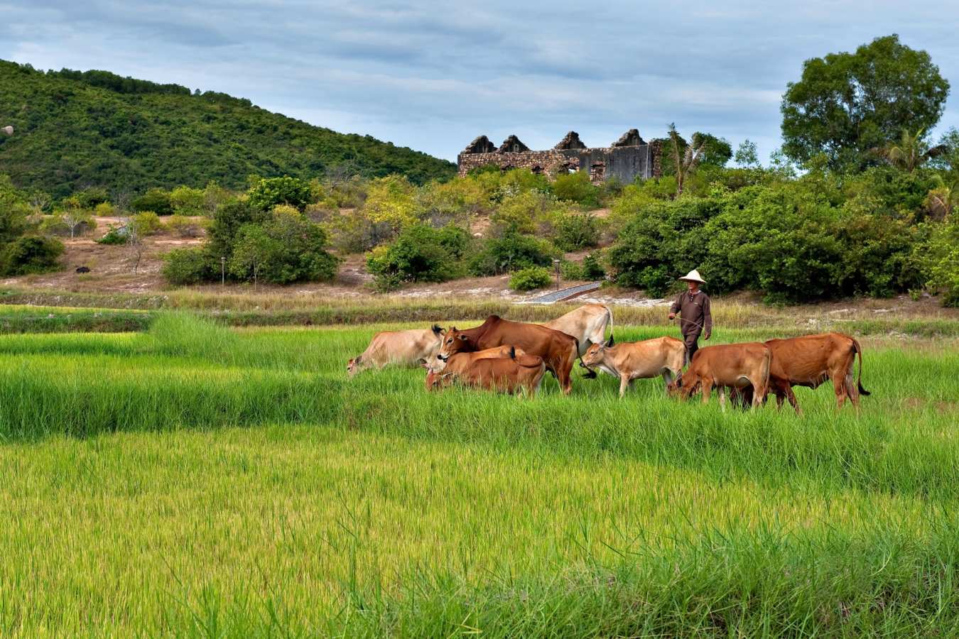 Bai San Ho - Paddy Fields