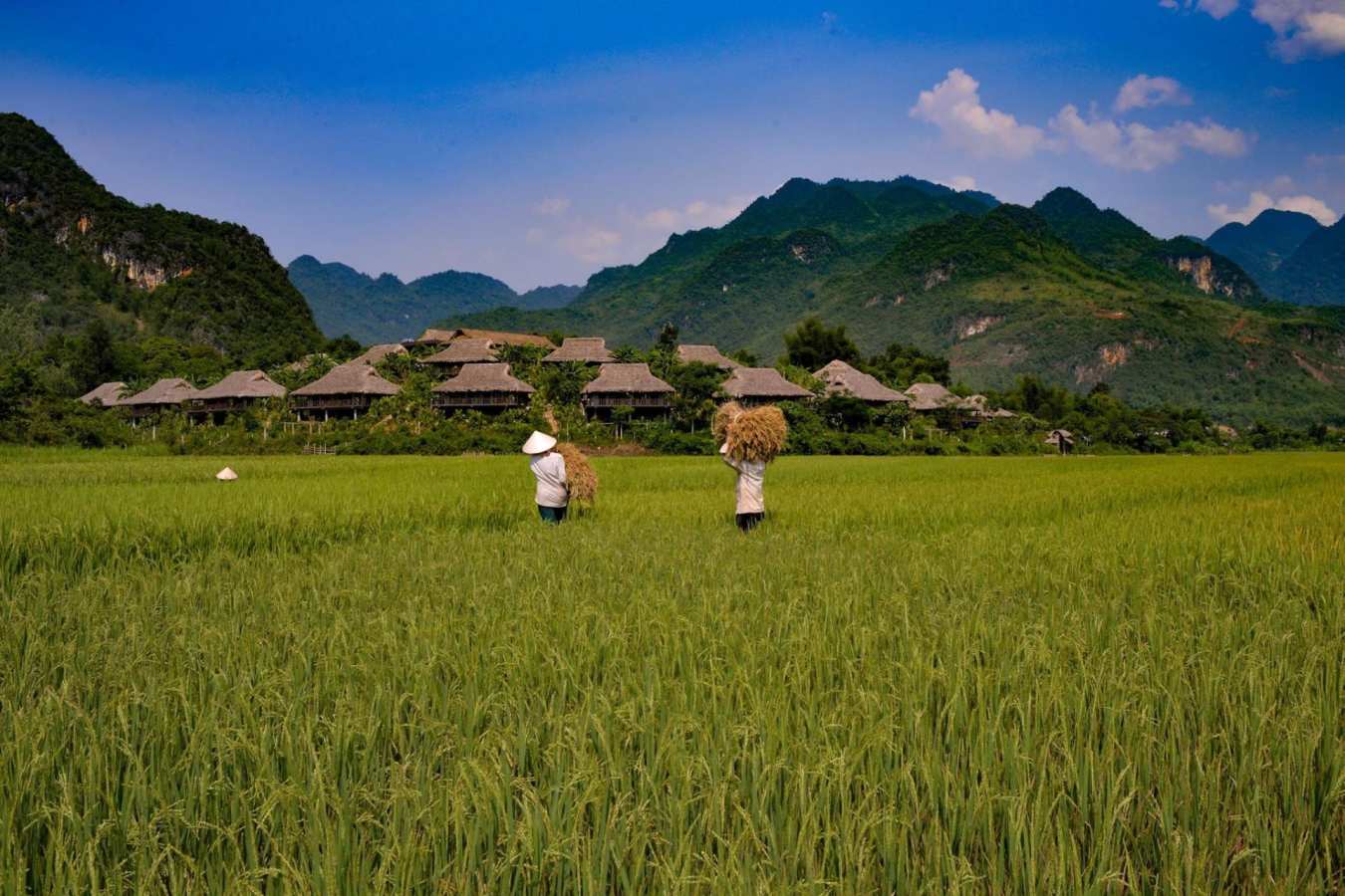 Farming on the paddy fields - Mai Chau Ecolodge