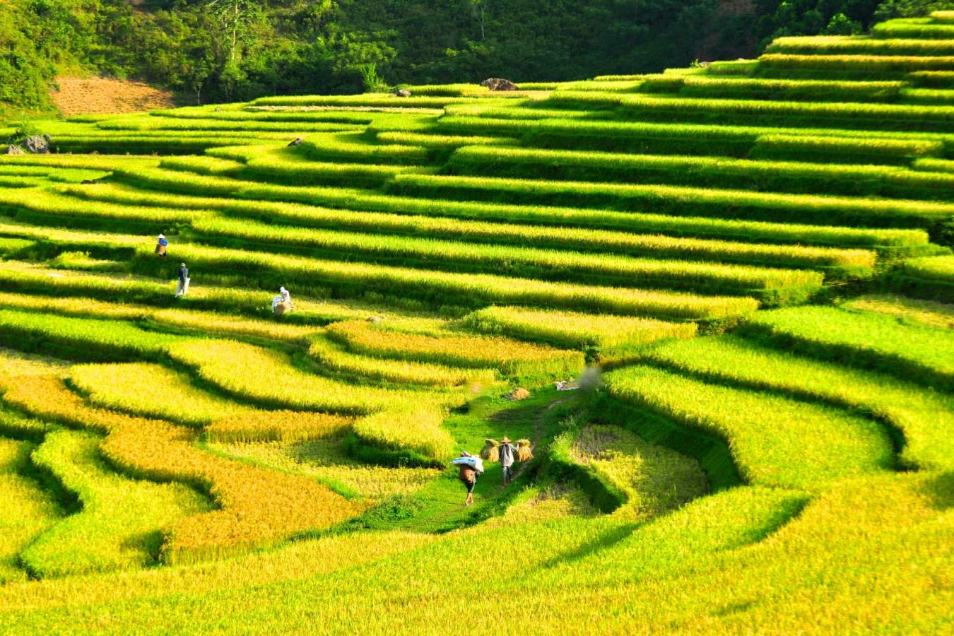 Rice terraces of Pu Luong