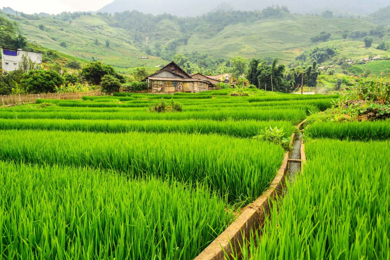 Sapa