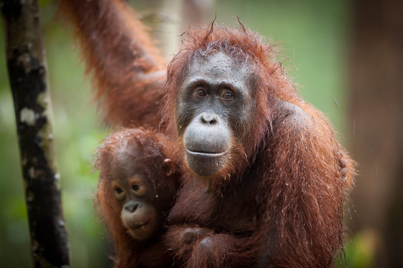 Orangutans 