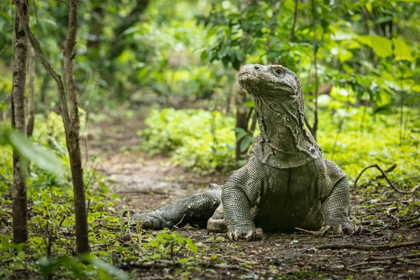 Komodo Dragon 