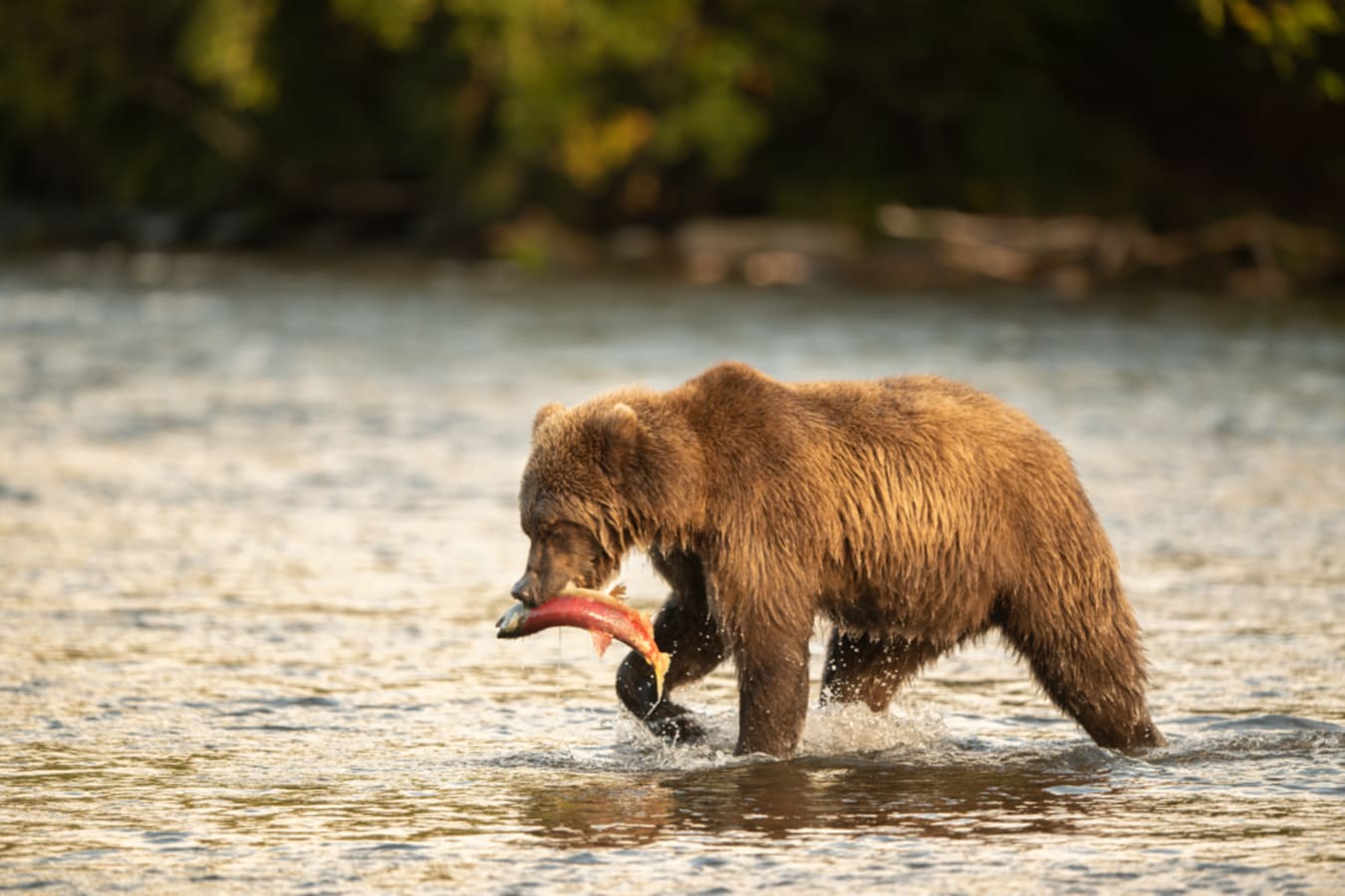 Grizzley bear with salmon 