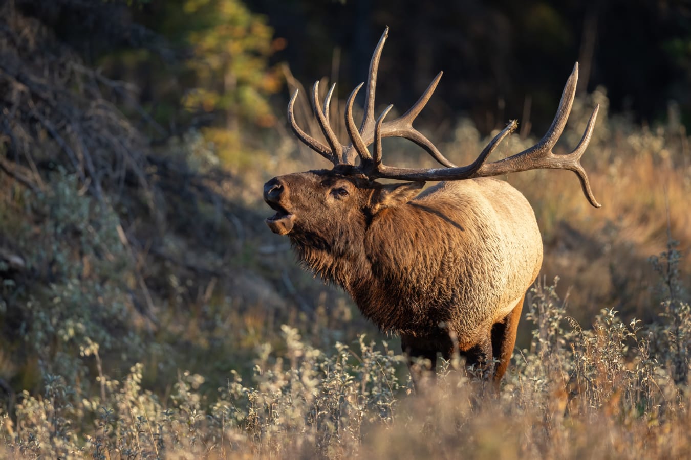 Elk 