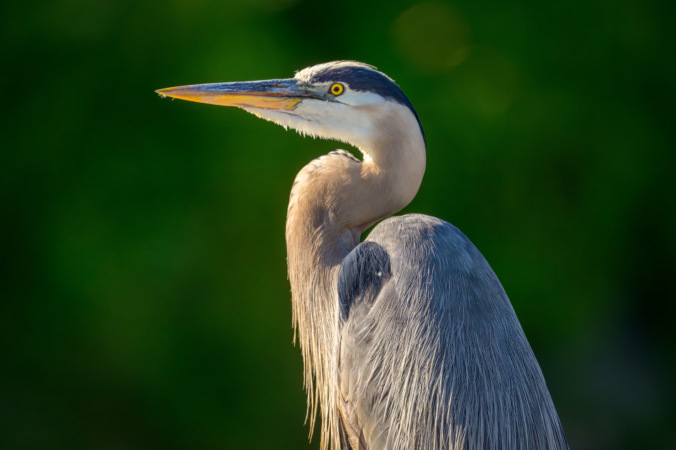 Great blue heron 
