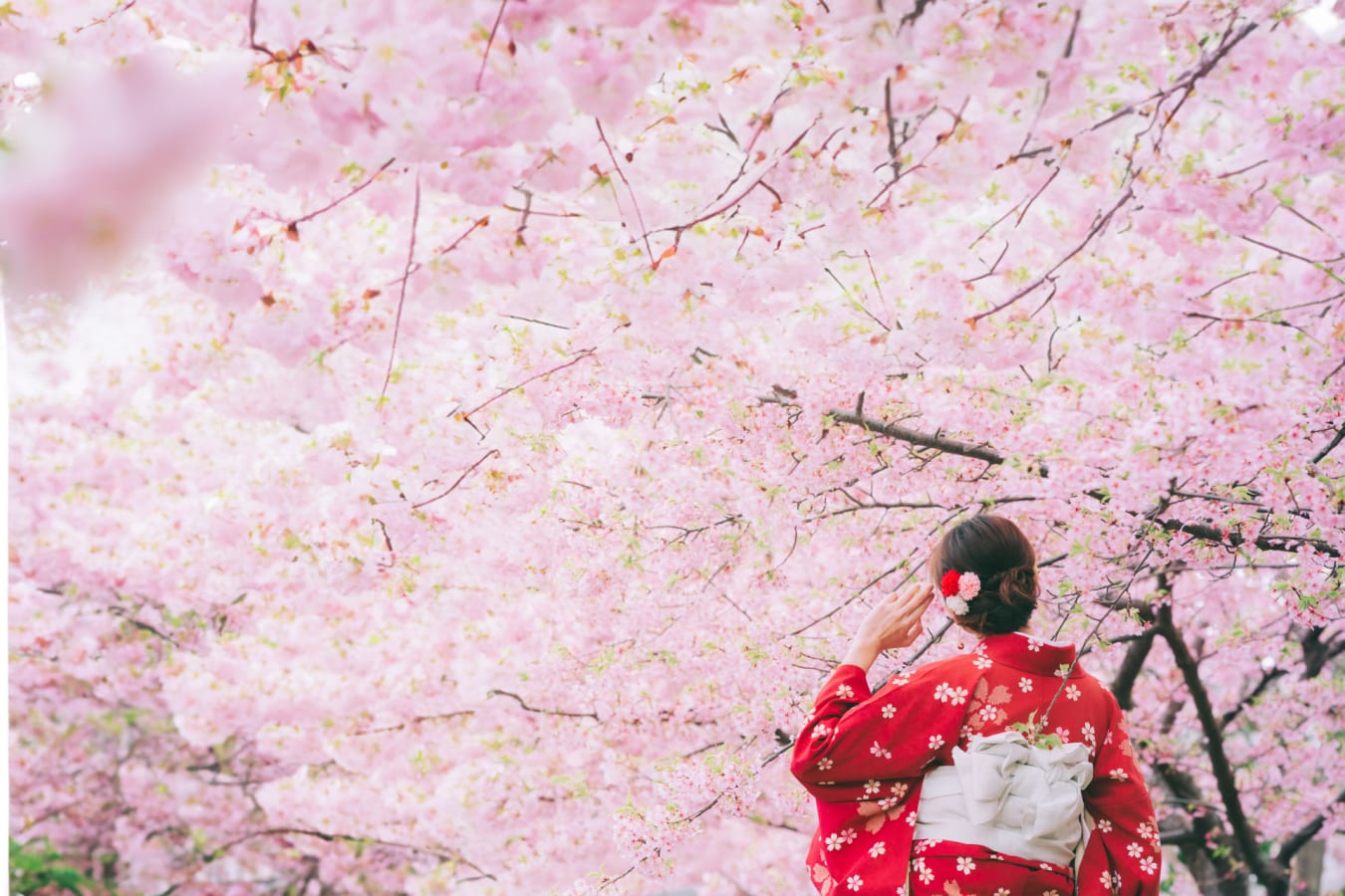 Cherry Blossom 