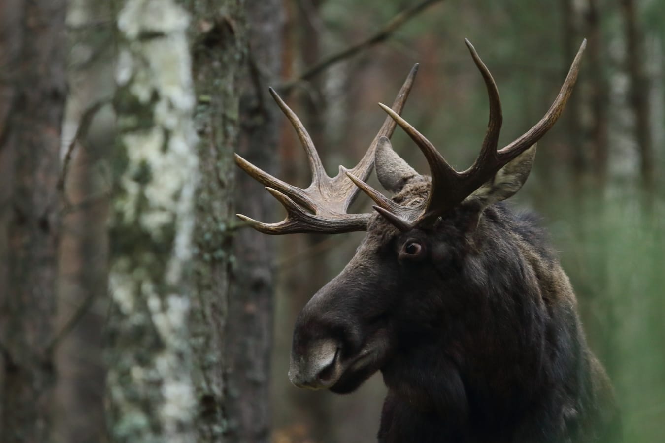Moose 