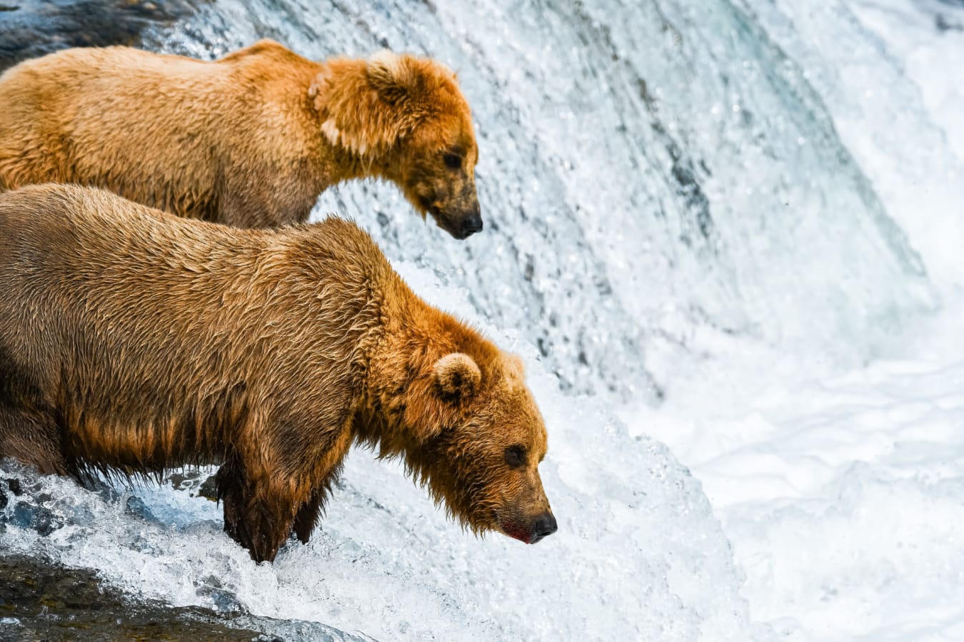 Bears in Waterfall 