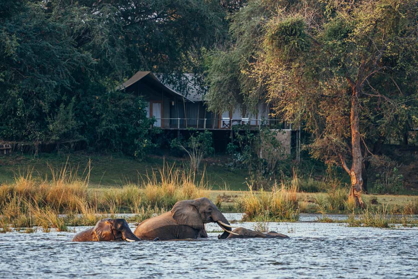Elephants in front of tent