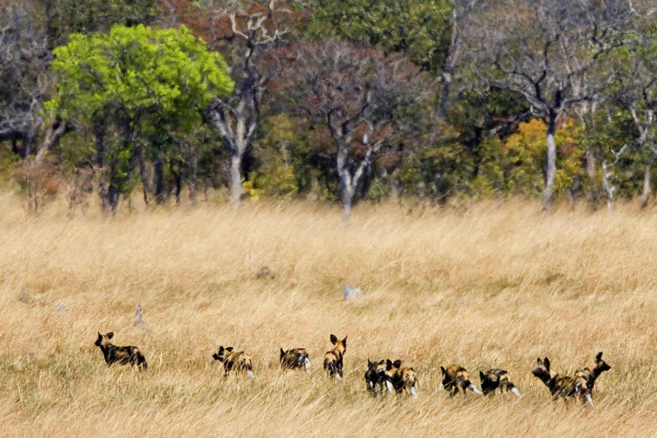 Family of Wild Dog - Busanga Bush Camp