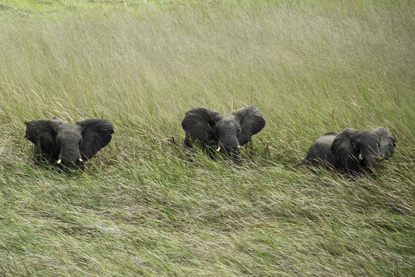 Elephant - Busanga Bush Camp