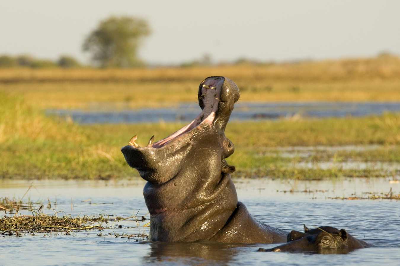 Hippo - Busanga Bush Camp