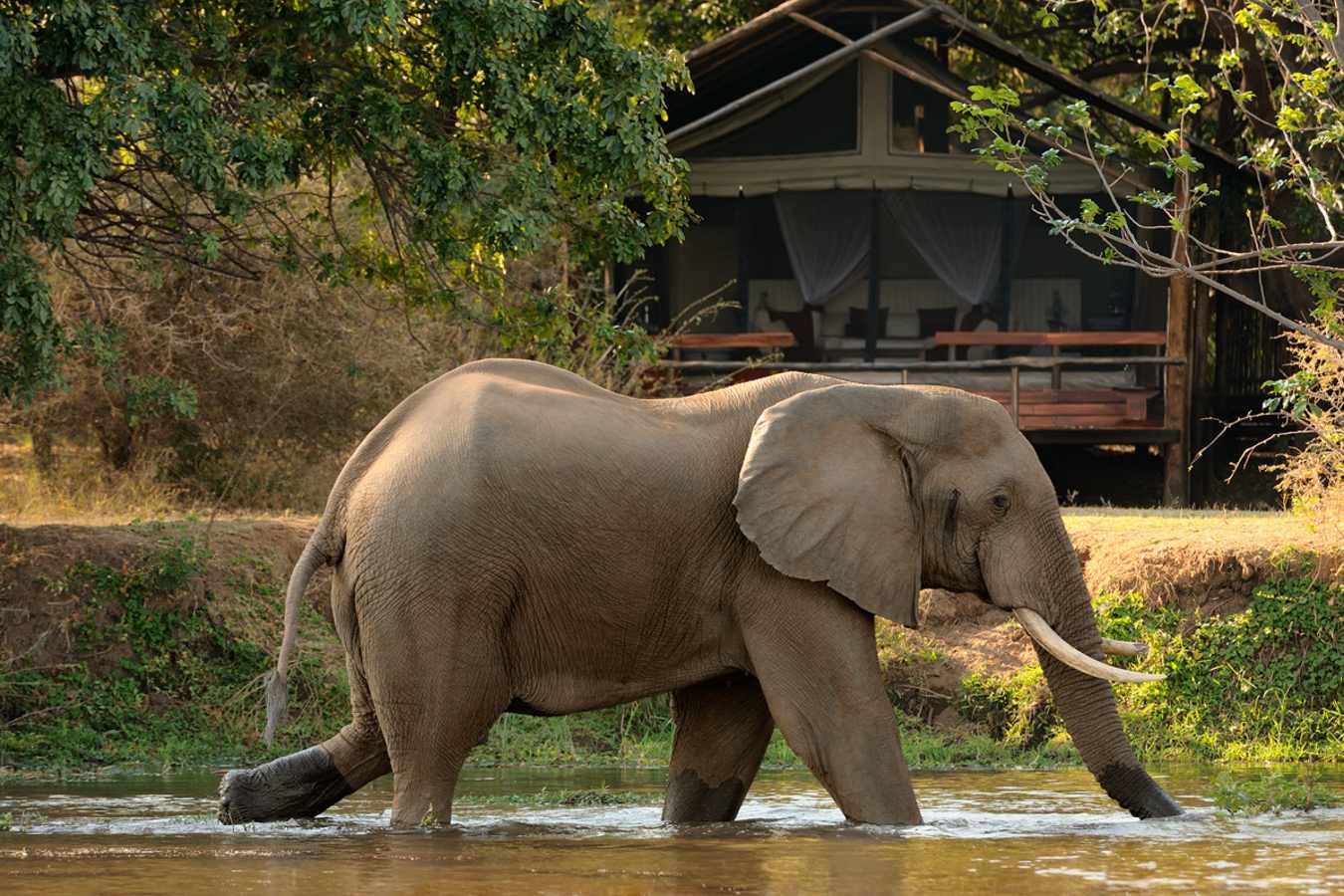 Elephant - Chiawa Camp