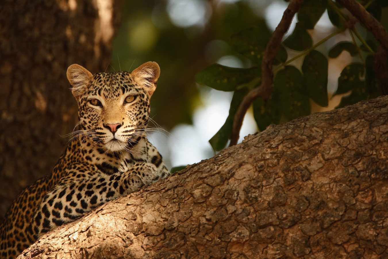 Leopard - Island Bush Camp