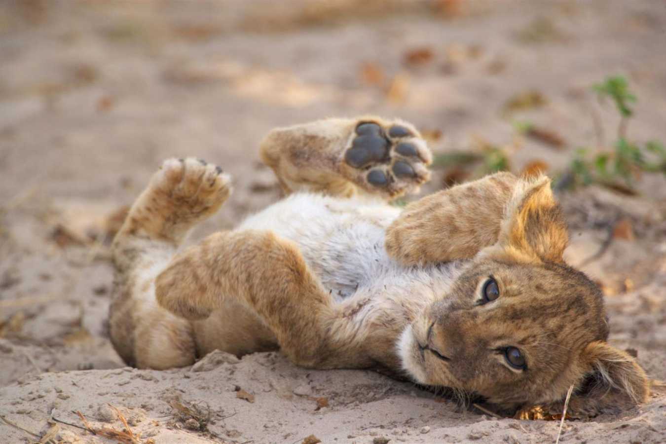 Lion Cub - Island Bush Camp