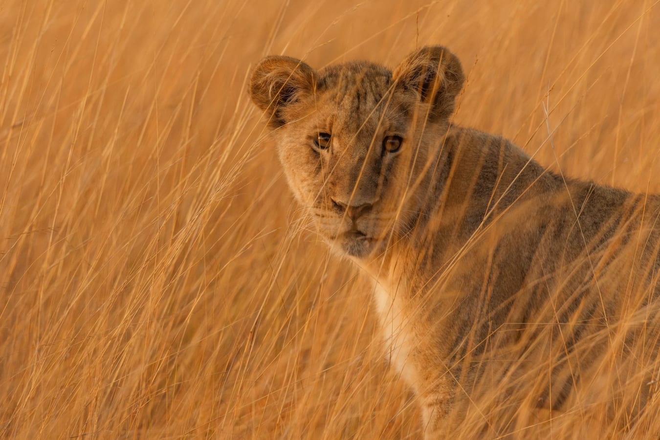 Lion 