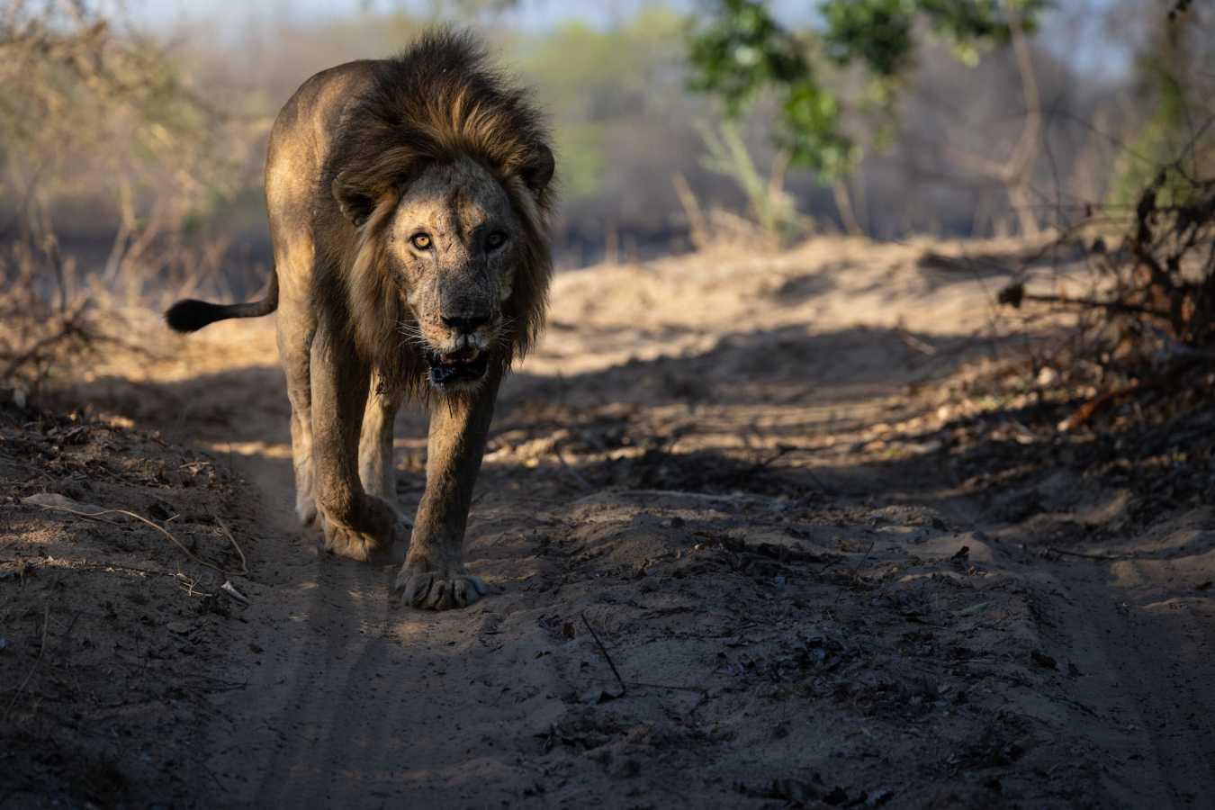Male Lion 