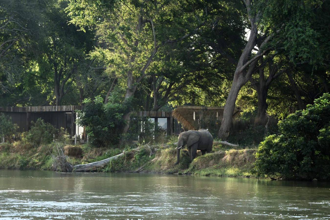 Elephant
