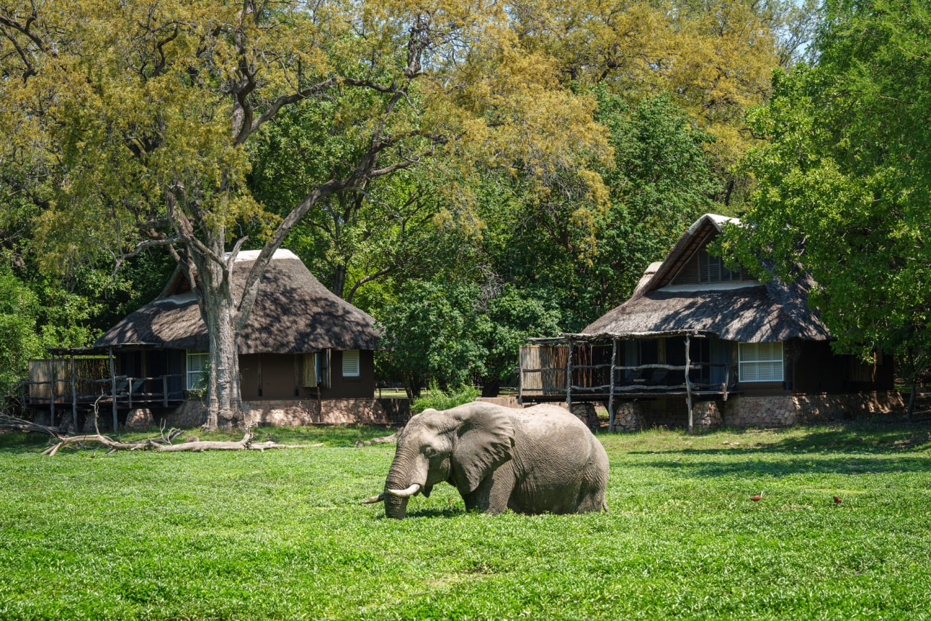 Elephant
