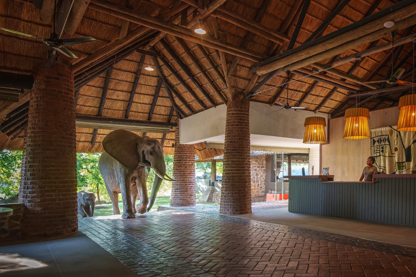 Elephants