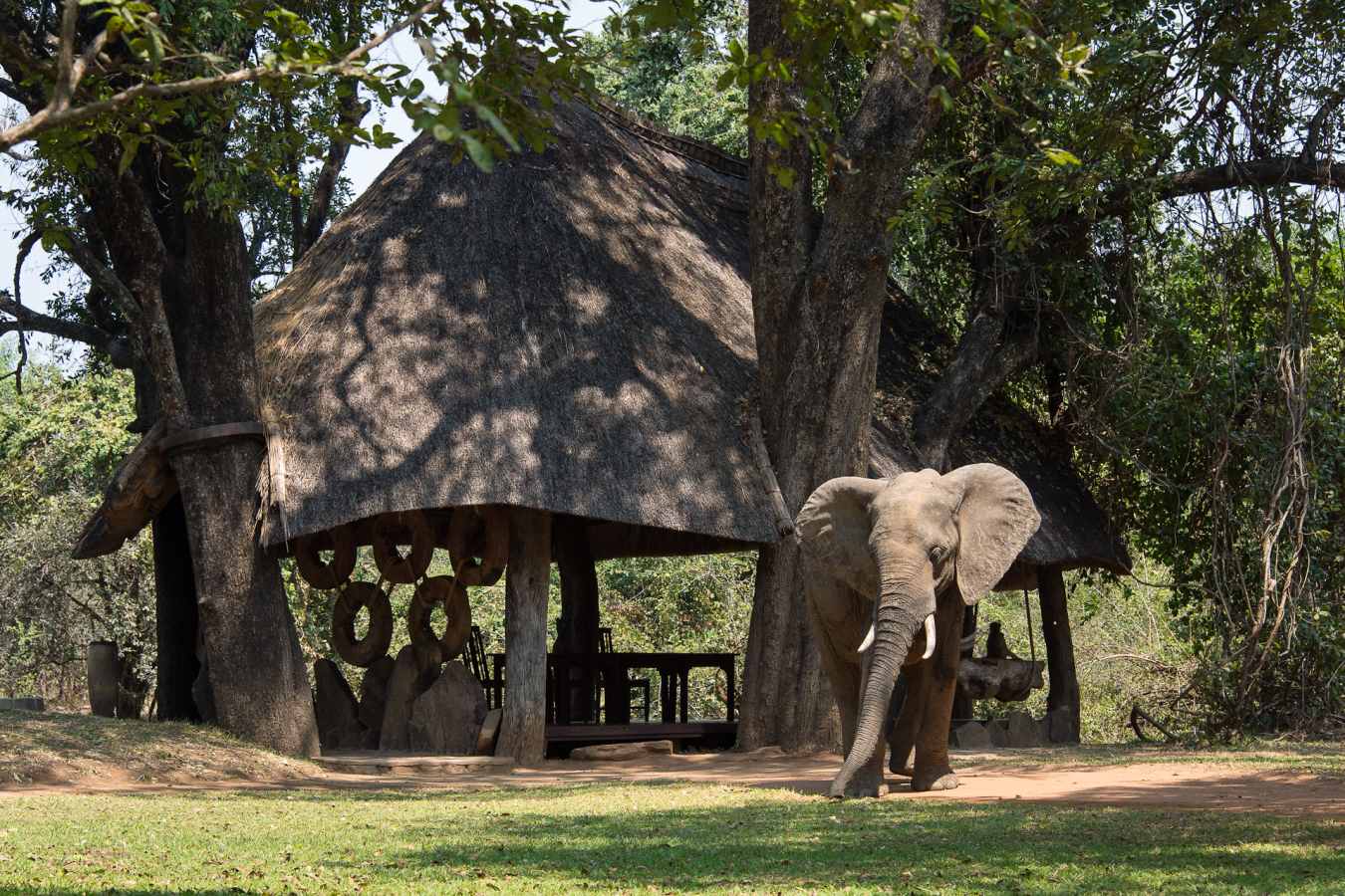 Elephant