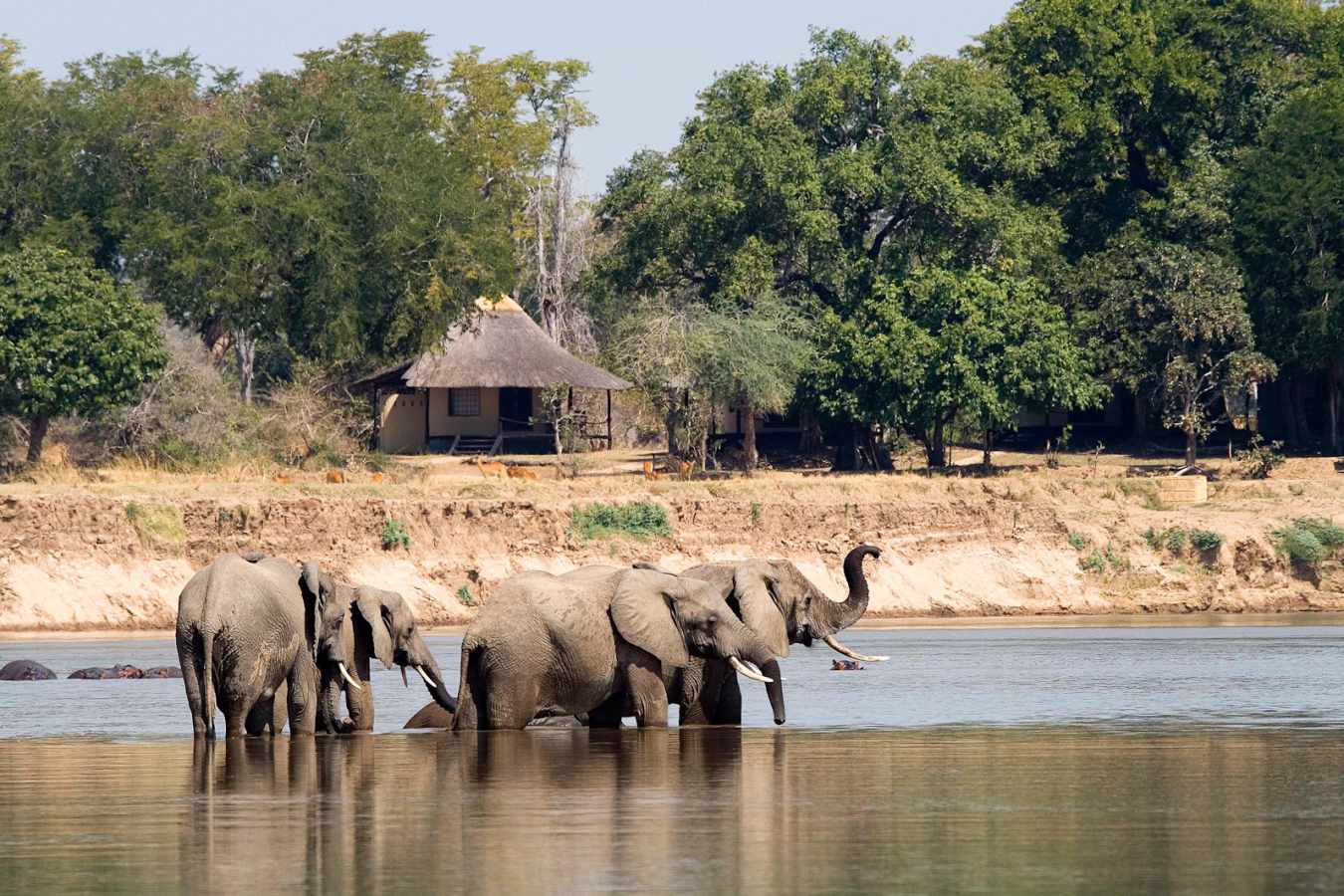 Elephants - Nsefu Camp